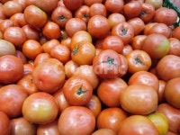 토마토, 과일, 채소, 과채류, 열매, 사진,이미지,일러스트,캘리그라피 - 달콤한 상상작가 크라우드픽 - 저작권 걱정 없는 상업용 이미지