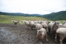 양떼, 양들, 대관령, 양떼목장, 양털, 사진,이미지,일러스트,캘리그라피 - Jack Park작가 크라우드픽 - 저작권 걱정 없는 상업용 이미지