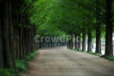 메타세콰이어, 메타세콰이어길, 메타세콰이어나무, 나무그늘, 가로수, 사진,이미지,일러스트,캘리그라피 - 집시작가 크라우드픽 - 저작권 걱정... 