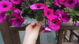 꽃, flower, flowers, 손, hand, 사진,이미지,일러스트,캘리그라피 - 오곡작가 크라우드픽 - 저작권 걱정 없는 상업용 이미지