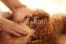 푸들, 갈색, 암컷, 겁쟁이, 꼬미, 사진,이미지,일러스트,캘리그라피 - Nkingskyangel작가 크라우드픽 - 저작권 걱정 없는 상업용 이미지