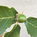 도토리, 녹색, 그린, 다람쥐, 안익은, 사진,이미지,일러스트,캘리그라피 - Nextypo작가 크라우드픽 - 저작권 걱정 없는 상업용 이미지