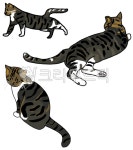 고양이, 삼색이, 동물, 고냥이, cat, 사진,이미지,일러스트,캘리그라피 - 당근오이감자작가 크라우드픽 - 저작권 걱정 없는 상업용 이미지