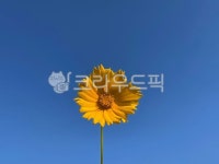 plant, 식물, 꽃, 하늘, 여름, 사진,이미지,일러스트,캘리그라피 - 김람지작가 크라우드픽 - 저작권 걱정 없는 상업용 이미지