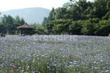 들꽃, 꽃, 야생화, flower, wildflower, 사진,이미지,일러스트,캘리그라피 - daegoon2작가 크라우드픽 - 저작권 걱정 없는 상업용 이미지