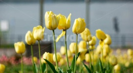 튜울립, 튤립, 한강봄꽃, 뚝섬유원지, 봄꽃, 사진,이미지,일러스트,캘리그라피 - 레드썬작가 크라우드픽 - 저작권 걱정 없는 상업용 이미지