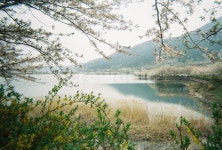 여수, 벚꽃, 승월마을, 여수벚꽃명소, 여수숨은명소, 사진,이미지,일러스트,캘리그라피 - 사과씨작가 크라우드픽 - 저작권 걱정 없는 상업용 이미지