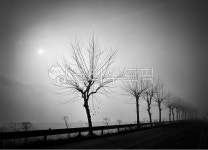 나무, 가로수, 안개낀풍경, tree, 흑백풍경, 사진,이미지,일러스트,캘리그라피 - kims story작가 크라우드픽 - 저작권 걱정 없는 상업용 이미지
