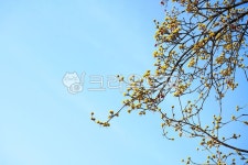 나무, tree, 꽃, flower, 자연, 사진,이미지,일러스트,캘리그라피 - 운사작가 크라우드픽 - 저작권 걱정 없는 상업용 이미지