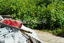 시골, 햇빛, 빛, 고추, 붉은, 사진,이미지,일러스트,캘리그라피 - ARHY작가 크라우드픽 - 저작권 걱정 없는 상업용 이미지