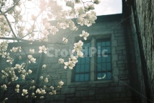 목련, magnolia, 봄꽃, 꽃, spring, 사진,이미지,일러스트,캘리그라피 - sjphoto작가 크라우드픽 - 저작권 걱정 없는 상업용 이미지