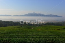 영암, 호남다원, 녹차밭, 녹차, 녹차잎, 사진,이미지,일러스트,캘리그라피 - 영산공작가 크라우드픽 - 저작권 걱정 없는 상업용 이미지