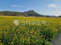 봄, 유채꽃, 하늘, 유채밭, 하늘과유채꽃, 사진,이미지,일러스트,캘리그라피 - 임팩트작가 크라우드픽 - 저작권 걱정 없는 상업용 이미지