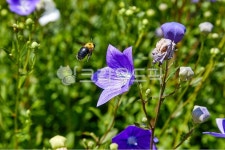 도라지, 도라지농장, 약초, 도라지밭, 도라지꽃, 사진,이미지,일러스트,캘리그라피 - 포토비작가 크라우드픽 - 저작권 걱정 없는 상업용 이미지