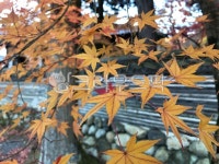단풍, maple, 나무, 잎, tree, 사진,이미지,일러스트,캘리그라피 - 혠혠작가 크라우드픽 - 저작권 걱정 없는 상업용 이미지