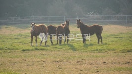 승마, 말, 농장, 마장, 자연, 사진,이미지,일러스트,캘리그라피 - 삼랑진작가 크라우드픽 - 저작권 걱정 없는 상업용 이미지