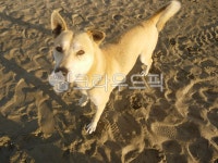 동물, dog, 개, 포유류, 애완동물, 사진,이미지,일러스트,캘리그라피 - 팡팡s작가 크라우드픽 - 저작권 걱정 없는 상업용 이미지