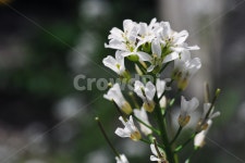 하얀색, 꽃, 봄, 하얀꽃, 접사, 사진,이미지,일러스트,캘리그라피 - 매운맛나리작가 크라우드픽 - 저작권 걱정 없는 상업용 이미지