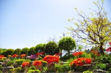 정원, 나무, 꽃, 하늘, 태양, 사진,이미지,일러스트,캘리그라피 - kairosJ작가 크라우드픽 - 저작권 걱정 없는 상업용 이미지