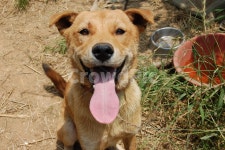 누렁이, 웃는개, 누런개, 강아지웃음, 시골개, 사진,이미지,일러스트,캘리그라피 - 춘분이언니작가 크라우드픽 - 저작권 걱정 없는 상업용 이미지