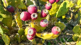 선인장, 백련초, 자연, 옥외, 식물, 사진,이미지,일러스트,캘리그라피 - phototo73작가 크라우드픽 - 저작권 걱정 없는 상업용 이미지