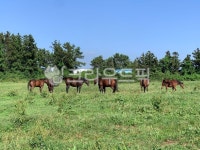 farm, 농장, field, 필드, nature, 사진,이미지,일러스트,캘리그라피 - 영해박씨작가 크라우드픽 - 저작권 걱정 없는 상업용 이미지