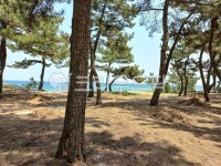 바다, 해변, 솔밭, 솔숲, 여름, 사진,이미지,일러스트,캘리그라피 - bonsim작가 크라우드픽 - 저작권 걱정 없는 상업용 이미지