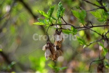 신나무, 열매, 꽃, 생태, 식물, 사진,이미지,일러스트,캘리그라피 - 릴작가 크라우드픽 - 저작권 걱정 없는 상업용 이미지