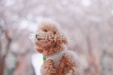 flower, 꽃, 강아지, puppy, 반려견, 사진,이미지,일러스트,캘리그라피 - hongbumui작가 크라우드픽 - 저작권 걱정 없는 상업용 이미지