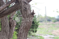 tree, 나무, treetrunk, 나무줄기, 고목나무, 사진,이미지,일러스트,캘리그라피 - 여신강림작가 크라우드픽 - 저작권 걱정 없는 상업용 이미지