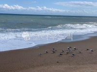 파도, 해안가, 갈매기, 풍경, 바다, 사진,이미지,일러스트,캘리그라피 - 루루팬더작가 크라우드픽 - 저작권 걱정 없는 상업용 이미지