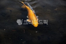 잉어, 동물, 어류, 비단잉어, 연못, 사진,이미지,일러스트,캘리그라피 - benjamin작가 크라우드픽 - 저작권 걱정 없는 상업용 이미지