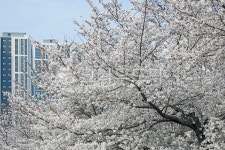 원성천, 천안원성천, 벚꽃, 원성천벚꽃, 봄, 사진,이미지,일러스트,캘리그라피 - Deep bLUE작가 크라우드픽 - 저작권 걱정 없는 상업용 이미지