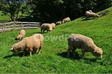 대관령, 양떼목장, 대관령양떼목장, grassland, 목초지, 사진,이미지,일러스트,캘리그라피 - 영산공작가 크라우드픽 - 저작권 걱정 없는 상업용... 
