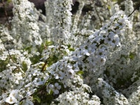 봄, 봄꽃, 하얀꽃, 흰색꽃, 꽃, 사진,이미지,일러스트,캘리그라피 - naanEna작가 크라우드픽 - 저작권 걱정 없는 상업용 이미지