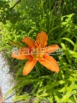 원추리꽃, hemerocallisfulva, 원추리, flower, 꽃, 사진,이미지,일러스트,캘리그라피 - 오카작가 크라우드픽 - 저작권 걱정 없는 상업용... 