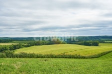 초원, 풀, 초록, 목장, 자연, 사진,이미지,일러스트,캘리그라피 - cks0118작가 크라우드픽 - 저작권 걱정 없는 상업용 이미지