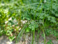 네잎크로버, 행운, 길거리네잎크로버, 네잎크로버뜻, 초록색, 사진,이미지,일러스트,캘리그라피 - 엉뚱한으냉작가 크라우드픽 - 저작권 걱정 없는... 