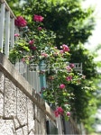 garden, outdoors, 옥외, 장미, rose, 사진,이미지,일러스트,캘리그라피 - siseon23작가 크라우드픽 - 저작권 걱정 없는 상업용 이미지