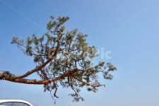 나무, 소나무, 하늘, 푸른하늘, 나무와하늘, 사진,이미지,일러스트,캘리그라피 - 다이쓰작가 크라우드픽 - 저작권 걱정 없는 상업용 이미지