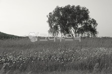 소래습지생태공원, 생태공원, 홀로나무, 자연, 갈대, 사진,이미지,일러스트,캘리그라피 - Deep bLUE작가 크라우드픽 - 저작권 걱정 없는 상업용... 