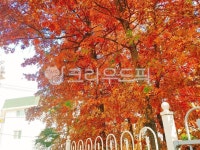 leaf, 잎, tree, 나무, 가을, 사진,이미지,일러스트,캘리그라피 - okg700414작가 크라우드픽 - 저작권 걱정 없는 상업용 이미지
