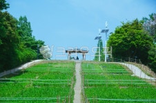 오두막, 들꽃마루, 양귀비정원, 푸른하늘, 쉼터, 사진,이미지,일러스트,캘리그라피 - ceramic1작가 크라우드픽 - 저작권 걱정 없는 상업용 이미지