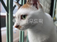 삼색고양이, 고양이, 애완동물, 삼색, 냥이, 사진,이미지,일러스트,캘리그라피 - mint127작가 크라우드픽 - 저작권 걱정 없는 상업용 이미지