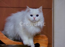 고양이, 냐옹이, 야옹이, cats, 냐옹, 사진,이미지,일러스트,캘리그라피 - 픽토그래퍼작가 크라우드픽 - 저작권 걱정 없는 상업용 이미지