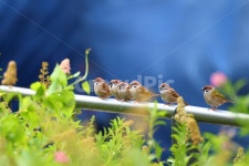 참새, 조류, 아침, 공원, 자연, 사진,이미지,일러스트,캘리그라피 - PentaxJN작가 크라우드픽 - 저작권 걱정 없는 상업용 이미지