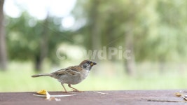 조류, 참새, 새, 공원, 자연, 사진,이미지,일러스트,캘리그라피 - caffeine작가 크라우드픽 - 저작권 걱정 없는 상업용 이미지