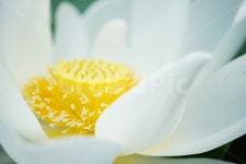 관곡지, 연꽃테마파크, 연성동, 연꽃, 흰색, 사진,이미지,일러스트,캘리그라피 - Photophil작가 크라우드픽 - 저작권 걱정 없는 상업용 이미지