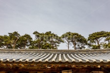 서산유기방가옥, 소나무, 전통가옥, 한옥, 고옥, 사진,이미지,일러스트,캘리그라피 - 봉구58작가 크라우드픽 - 저작권 걱정 없는 상업용 이미지