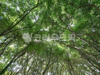숲, 울창한숲, 녹음, 푸름, 공원, 사진,이미지,일러스트,캘리그라피 - 부리나케작가 크라우드픽 - 저작권 걱정 없는 상업용 이미지